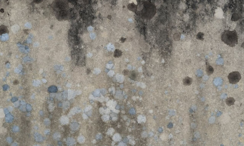 Mucegai in casa - Cum scapi de el? Solutii Eficiente Antimucegai